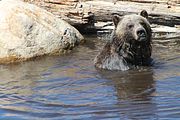 12 - Grouse Mountain - IMG_1526